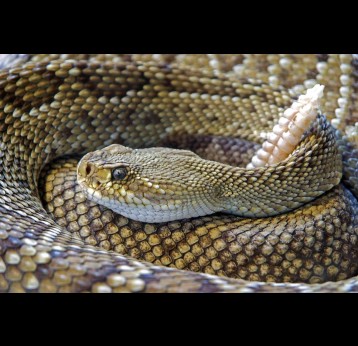 Diamond Back Rattle Snake. Credit: Pixabay on Pexels