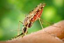 Anopheles albimanus mosquito