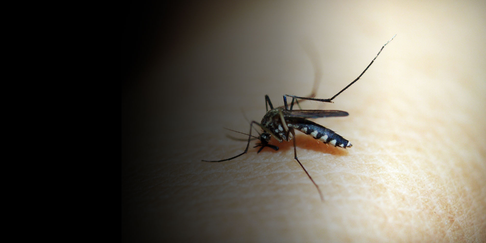 How COVID-19 may have increased dengue infections in Thailand and 