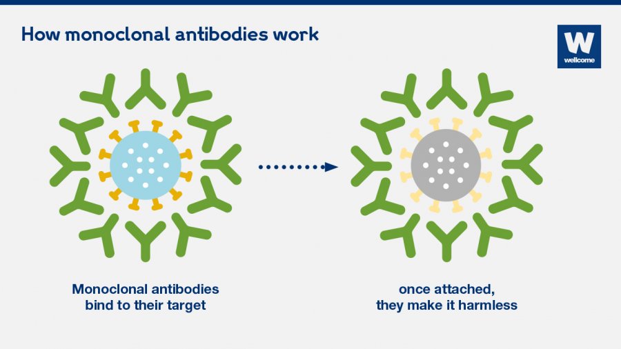 Monoclonal antibodies work by binding to their specific targets – for example viruses, bacteria or cancerous cells – and making them harmless.