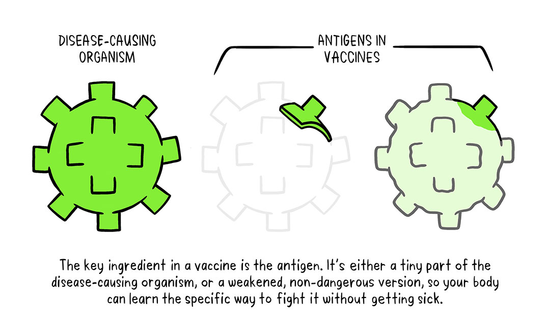 vaccines-topic-two-antigens-static