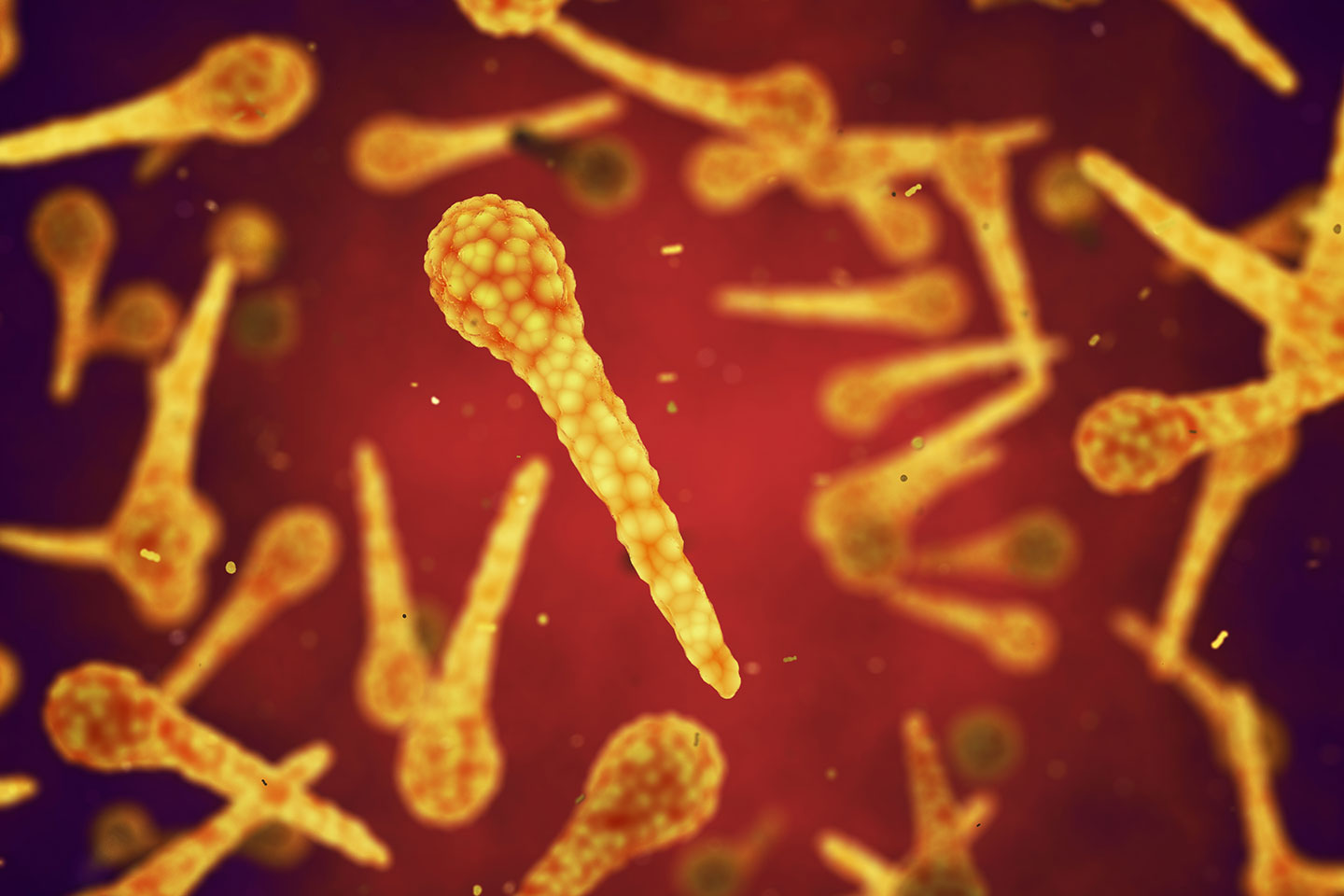 tetanus bacteria images