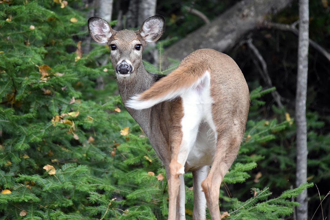 In late 2021, a team of researchers reported widespread SARS-CoV-2 infections among white-tailed deer in Iowa. Their positivity rate during hunting season was more than 80 percent. Visual: Courtney Celley/USFWS/Flickr