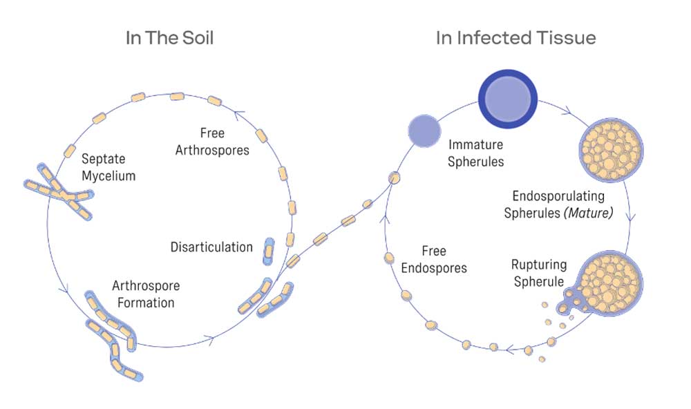 The Life Cycle of Valley Fever Fungus—graphic by Anivive Lifesciences, Inc