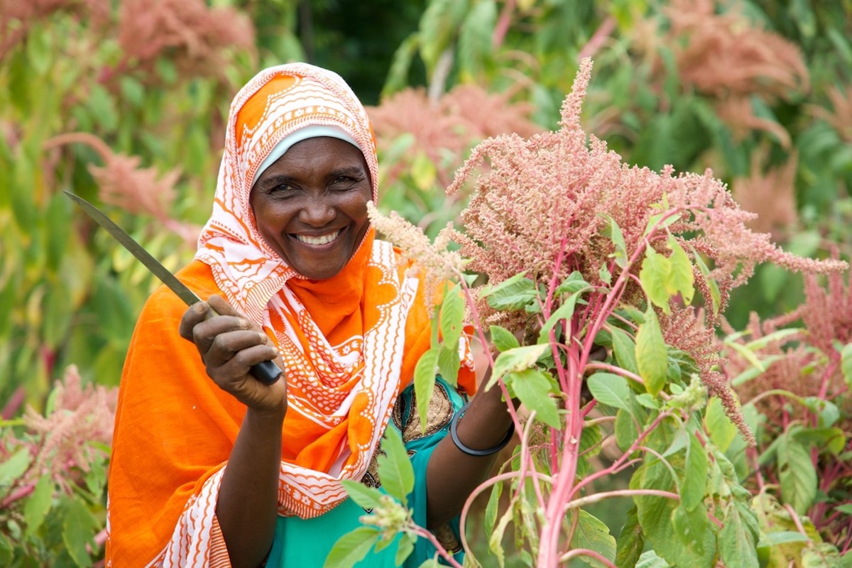 Miriam Salim harvesting amaranth seed for processing into nutritious flour for sale on Pemba island in Zanzibar. Image courtesy of WorldVeg.