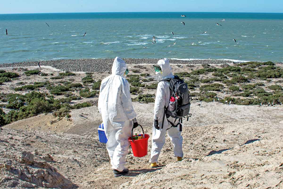 Researchers Luciana Gallo (left) and Marcela Uhart (right) sampling for the Highly Pathogenic Avian Influenza strain (HPAI) of the H5N1 virus in Punta Leon, Argentina in early November 2023. Image © Martin Brogger.