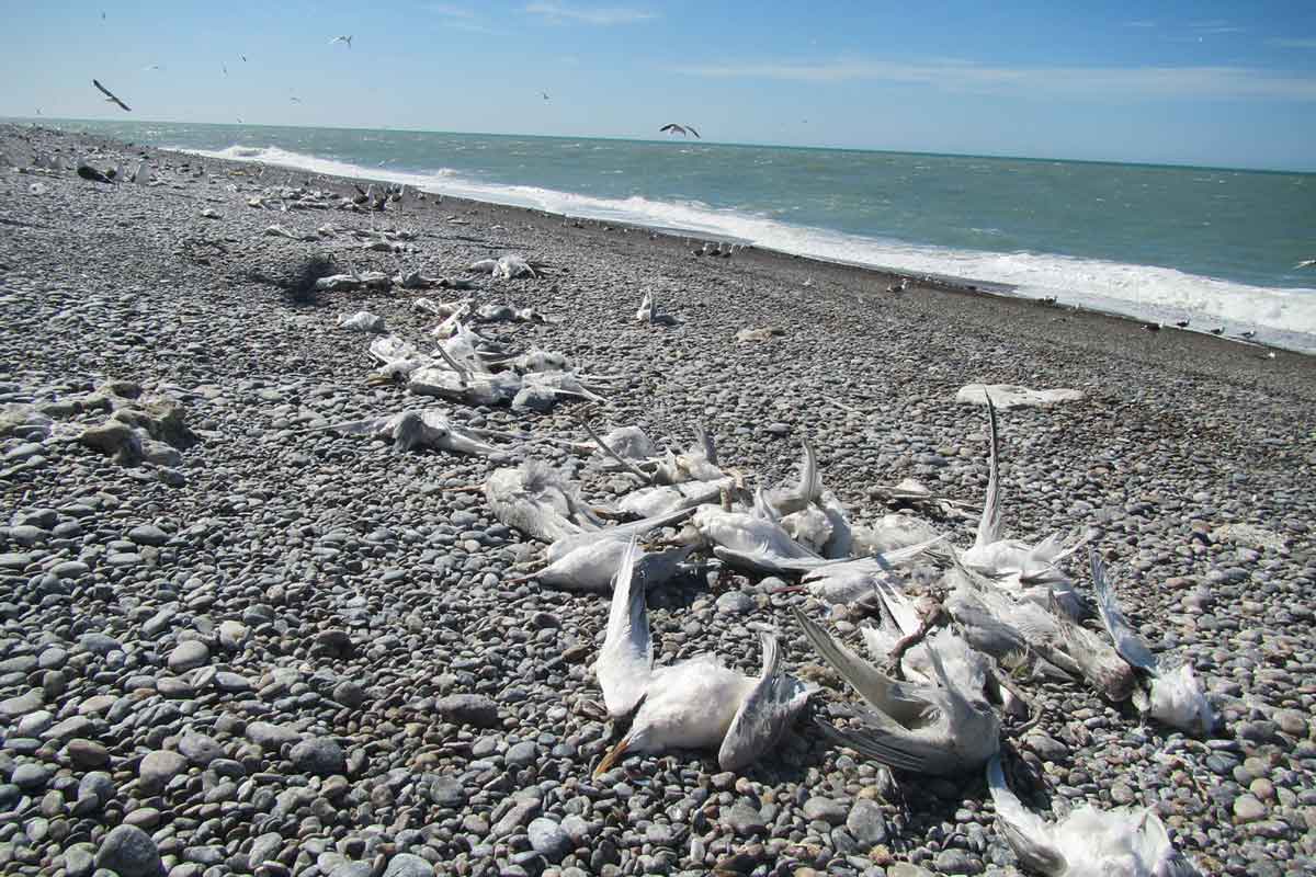 Worldwide, seabirds have been particularly hard hit by this avian flu panzootic, including terns (Sterna hirundinacea) pictured here that died at Punta Leon in Argentina. Image © Marcela Uhart, UC Davis.