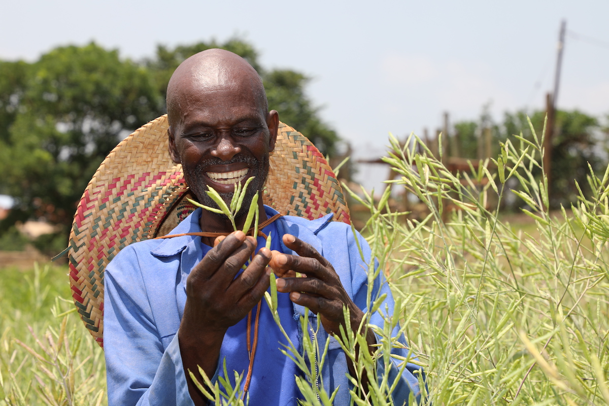 A technician inspecting okra plants in Eswatini. Image courtesy of WorldVeg.