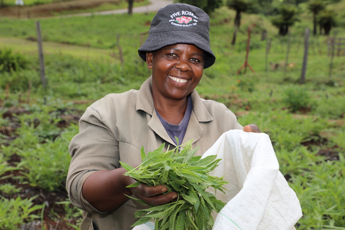 A farmer with his African kale, soon ready to harvest seed for the next crop in Tanzania. Image courtesy of WorldVeg.