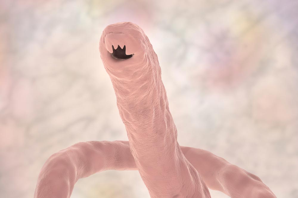 Head of a parasitic hookworm Ancylosoma, 3D illustration.