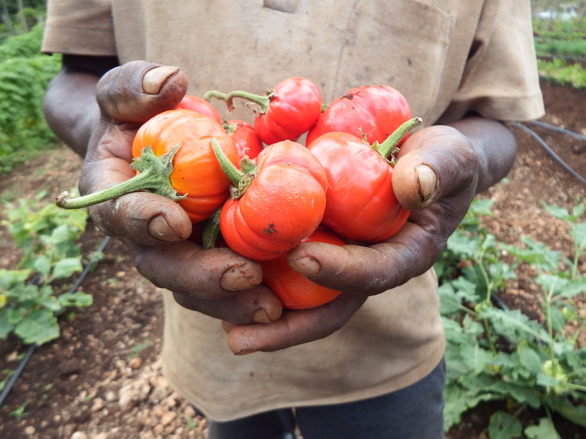 Harvest of African eggplant from a WorldVeg demonstration plot on Unguja island, Zanzibar, Tanzania. Image courtesy of WorldVeg.