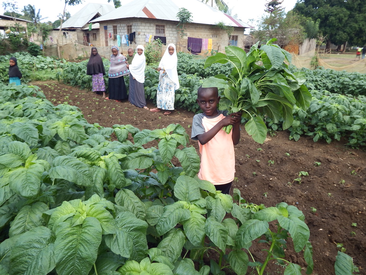 A boy with a harvest of amaranth for the family dinner from a new homestead garden of traditional African vegetables on Unguja island, Zanzibar, Tanzania. Image courtesy of WorldVeg.