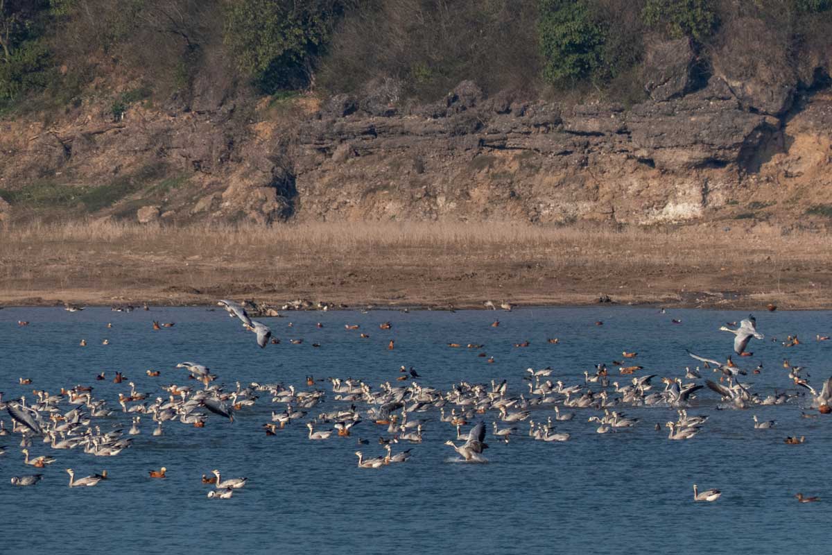 Bar-headed Geese and Ruddy Shelduck in Pong Dam Lake Wildlife Sanctuary in Kangra District, Himachal Pradesh. An outbreak of avian influenza in Pong Dam in January 2021 left nearly 5,000 birds dead, most of them Bar-headed Geese. Samples of dead Bar-headed Geese tested positive for avian influenza(A) H5N1 virus. Credit: Mike Prince/Flickr