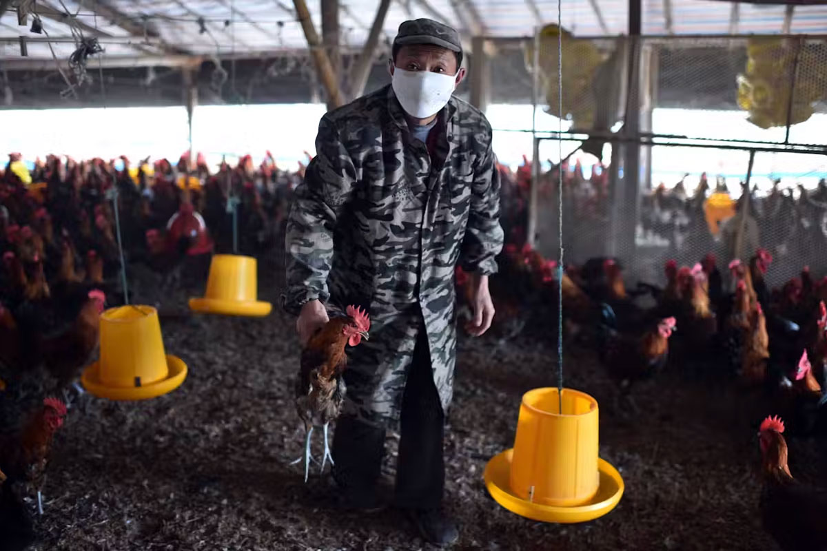 A worker holds a chicken in China. The use of colistin in agricultural is banned in the country. GettyImages