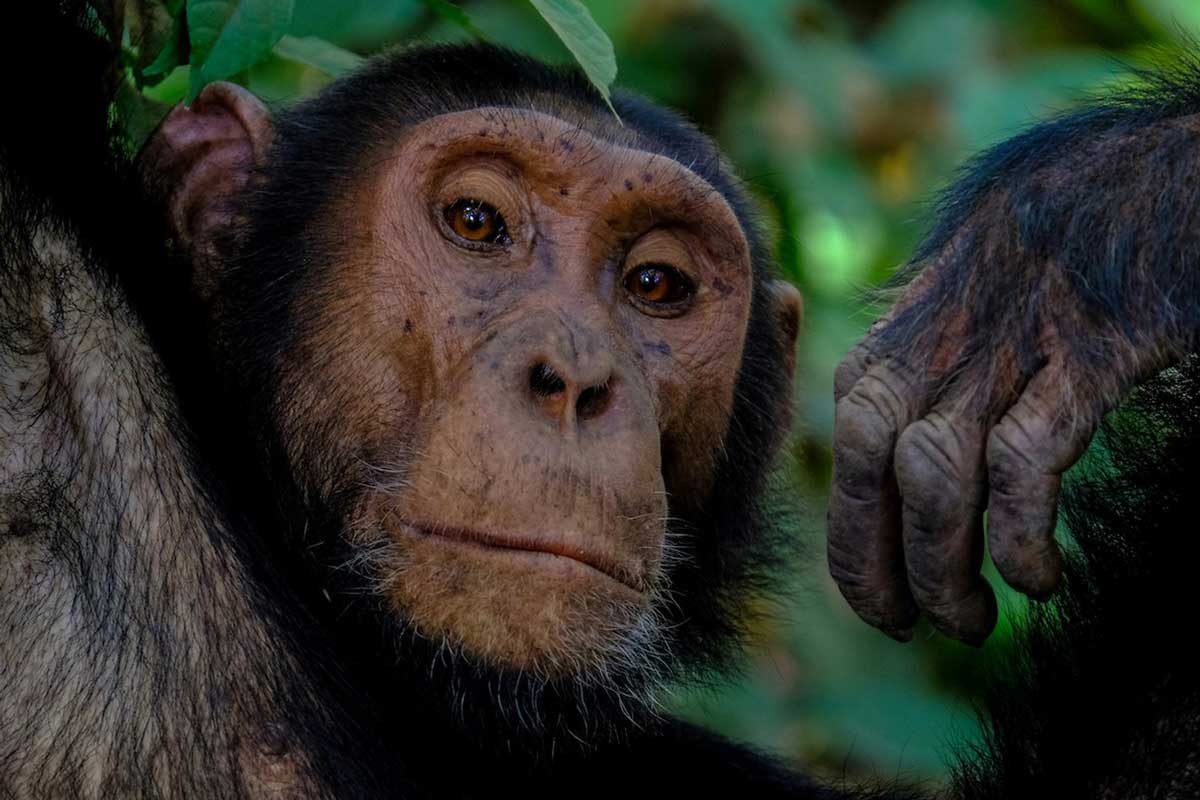 According to Goldberg, chimps crave sodium more than any other mineral. Image by Francesco Ungaro via Unsplash.