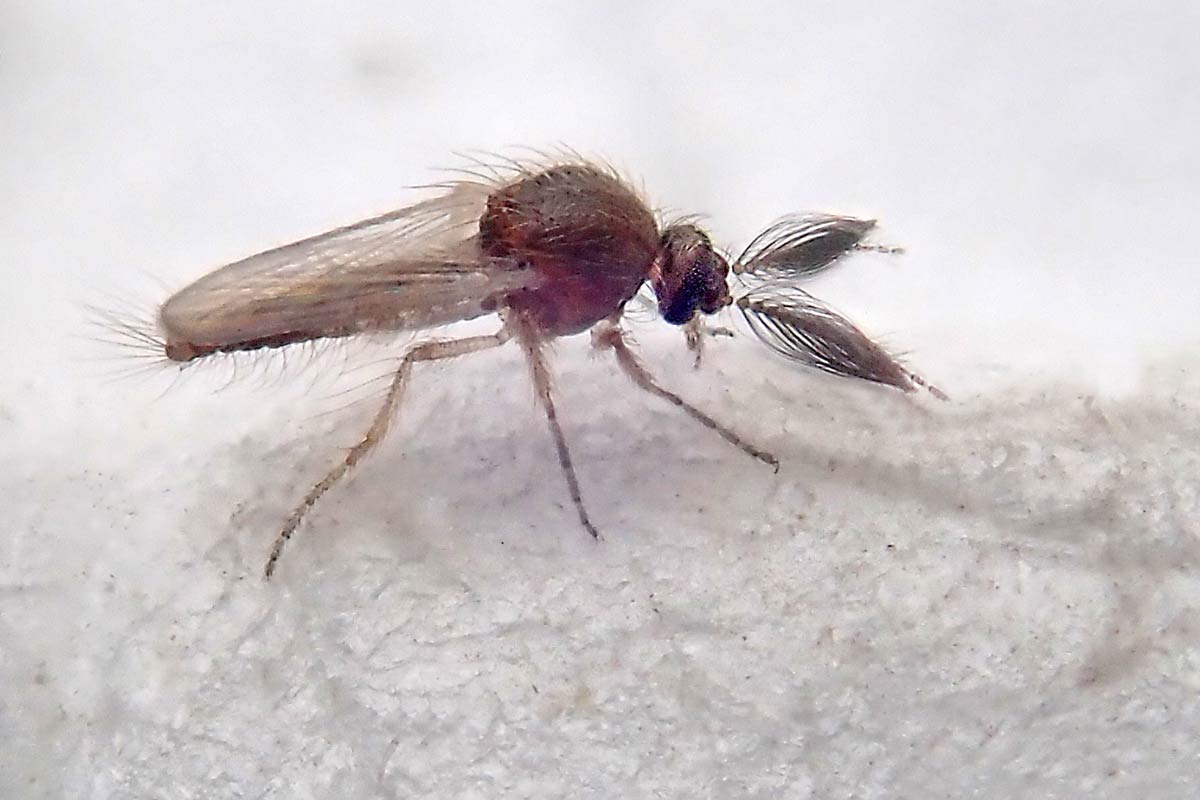 A biting midge of the genus Culicoides in the family Ceratopogonidae. Size 2.5 mm. Credit: Ian Jacobs/Flickr