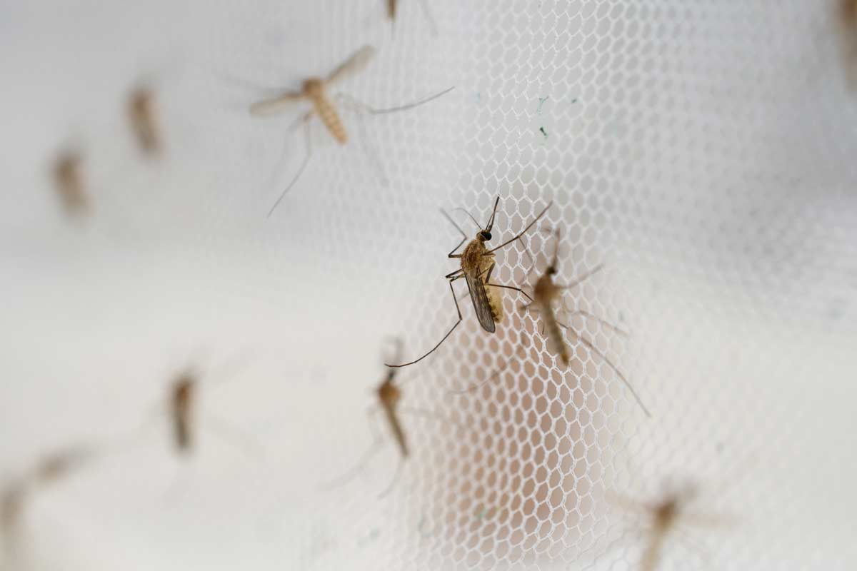 A mosquito on a mosquito net.