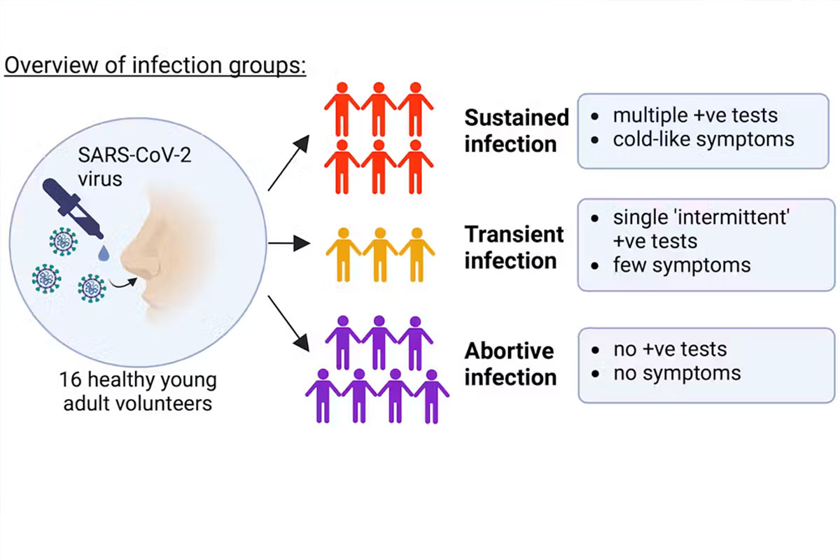 示意图突出了研究设计和观察到的三个不同感染组，并指出了每个感染组的关键特征。Kaylee B. Worlock.，作者提供。用 Biorender.com 创建（无重用）