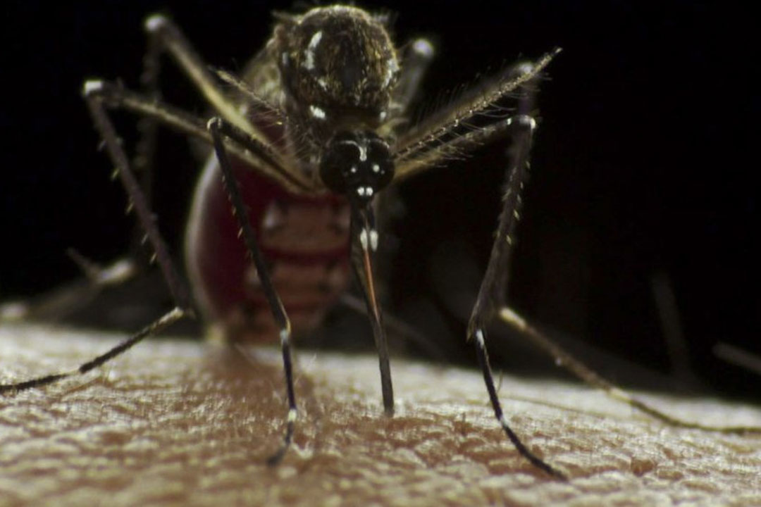 微距摄影中的埃及伊蚊。据世界卫生组织称，世界上近一半的人口面临登革热的风险，登革热是一种在热带气候中常见的蚊媒病毒性疾病。版权所有：赛诺菲巴斯德（CC BY-NC-ND 2.0契约）。