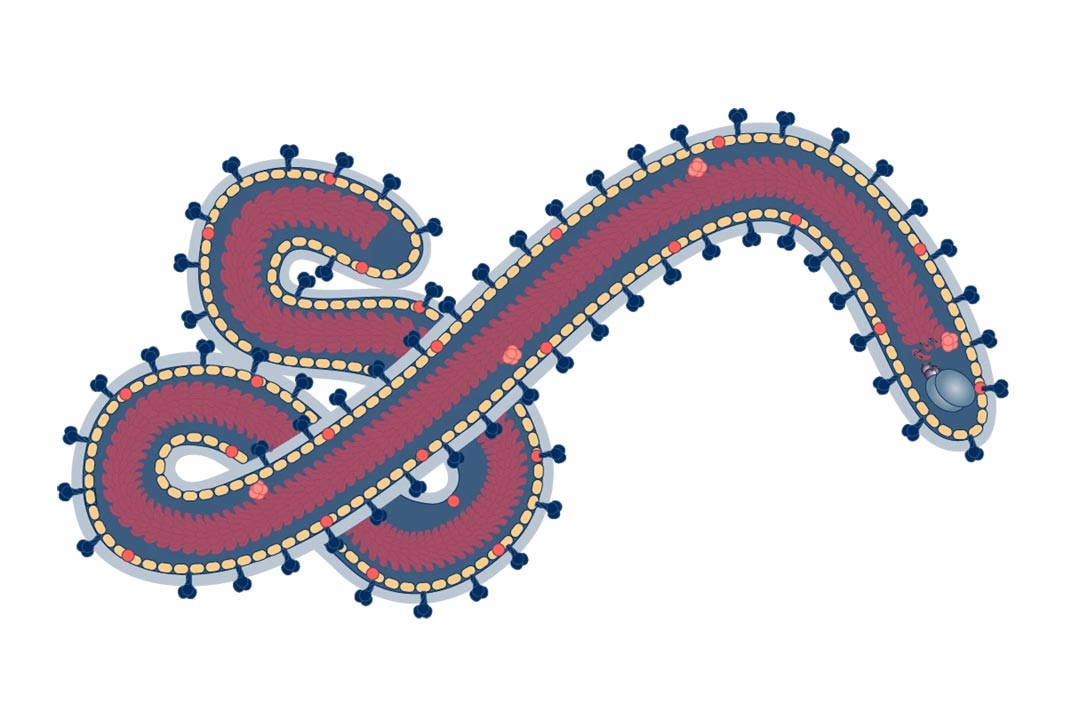 丝状病毒具有独特的形状。它们是具有单链 RNA 基因组的包膜病毒。病毒颗粒很长，呈带状或线状。图片来源：CEPI