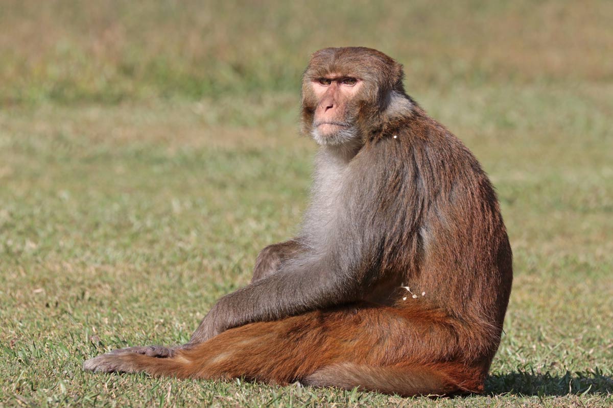 A male Rhesus macaque (Macaca mulatta mulatta), sitting in Gokarna Forest, Near Kathmandu, Nepal. Credit: Charles J. Sharp/Sharp Photography/CC BY-SA 4.0