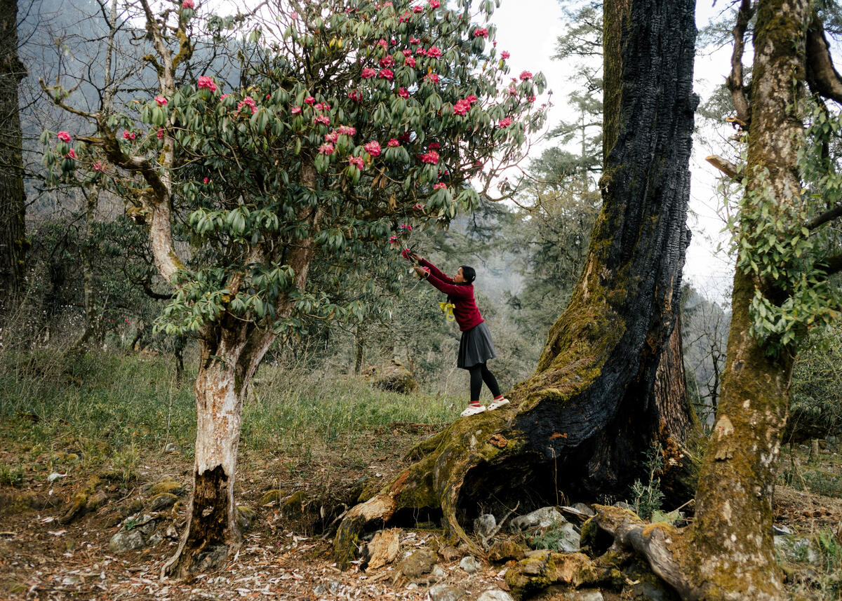 Diya, 12, going for a walk in the rhododendron forest outside of their school. Timang, Nepal. March 3, 2025.