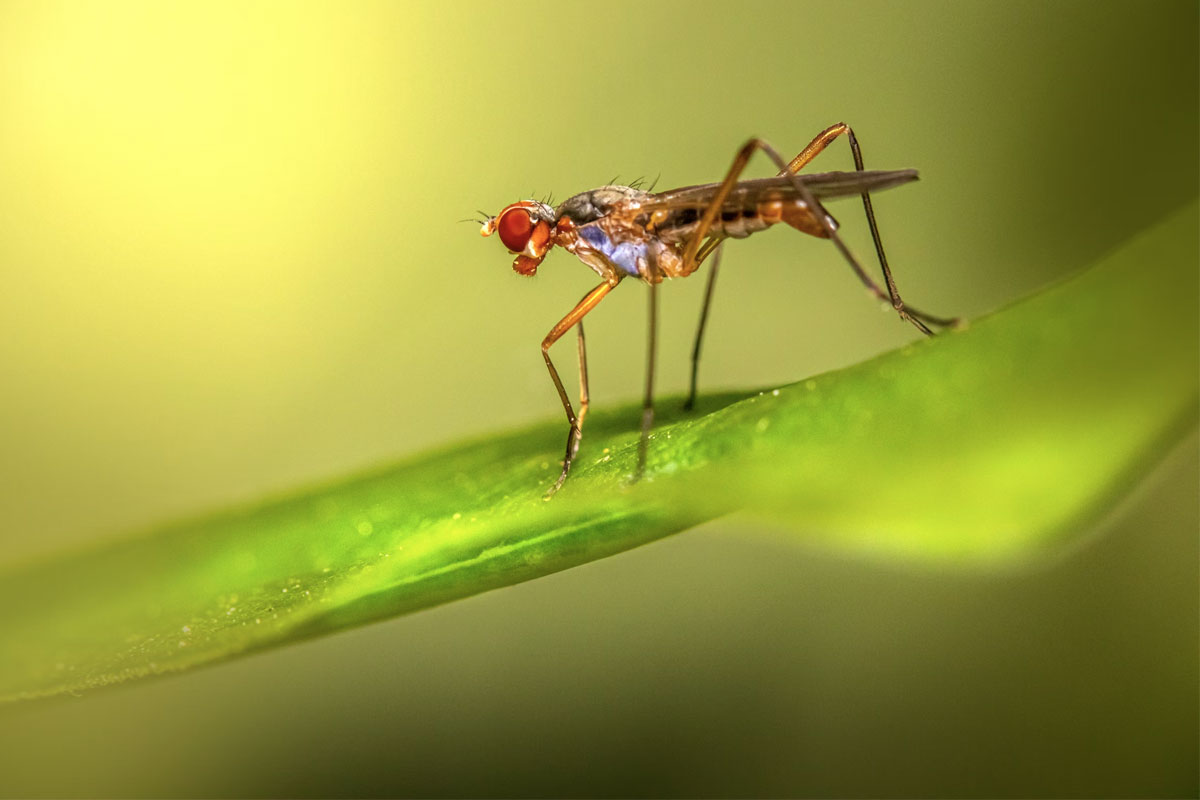 Mosquito rests on a leaf. Credit: Eric Karitis